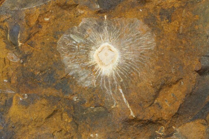 Fossil Winged Walnut (Juglandaceae) Fruit - North Dakota #155745